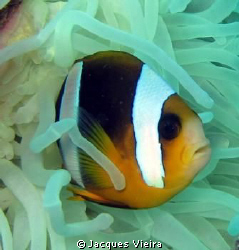 Nemo on Le Licorne , no external flash by Jacques Vieira 